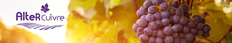 Bandeau projet Altercuivre - grappe de raisin sur une vigne au coucher de soleil